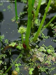 Image result for Hydrocotyle ranunculoides