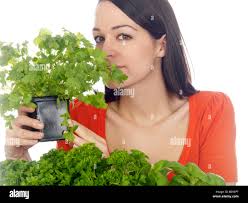 Coriander herb garden hi-res stock photography and images