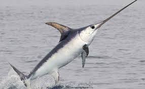 Penduduk pun dengan mudah membunuhnya dan kemudian mengambilnya untuk dimakan dagingnya. Ikan Todak Adalah