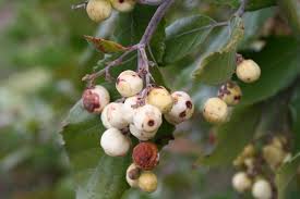 Image result for Curtisia dentata