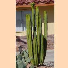 It is the south american cousin to peyote, and most notably contains the psychoactive alkaloid known as mescaline. San Pedro Cactus