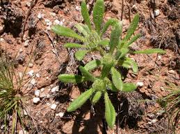 Image result for Hirpicium gazanioides