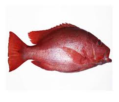 Mimpi mancing ikan adalah mimpi yang terjkadang membuat kita penasaran,lalu apa arti mimpi menurut togel,inilah tafsir mimpi mancing 4d ,3d atau 2d. 12 Mimpi Jual Ikan Laut Pics Sipeti