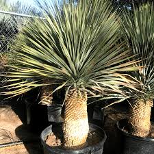 Image result for Yucca