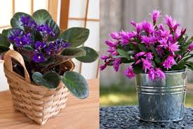 Asemeni prezența anumitor flori de ghiveci poartă și alte semnificații. Flori De Camera