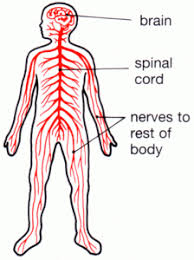 Hey let's start learning some nervous system facts. Partsofabird Nervous System Diagram For Kids Let S Talk Stress On You And On Kids Let S Start With A Simple Division The Central Nervous System Is Divided Into Two Parts