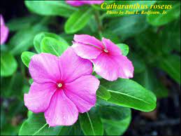 Leaves have a pink color with dark green spots on. Plant Id Flowers And Foliage Periwinkle Florida Master Gardener Volunteer Program University Of Florida Institute Of Food And Agricultural Sciences