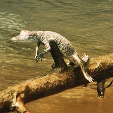 Daintree Rainforest Animals Rainforest Animals Animals Rainforest Animals List