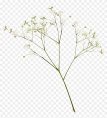 Plants Flower White Aesthetic Png Editpng Transparent Png 1024x1081 1866650 Pngfind plants flower white aesthetic png