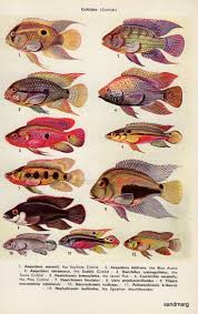 African Cichlids Lake Malawi Botanicul Illustations Fish