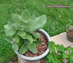 Calotropis Procera Giant Milkweed Tree Monarch Caterpillars Milkweed Milkweed Plant Monarch Caterpillar