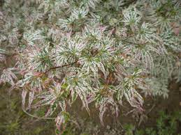 Japanese Maples On A Budget Ramblin Through Dave S Garden