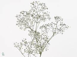 New Zealand Gypsophila Flowers Uk Peach Wedding Flowers Flower Aesthetic