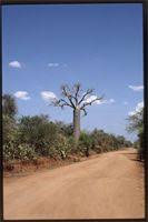 Image result for Ancistrorhynchus tenuicaulis