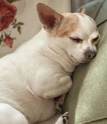 Sobachya Zhizn Ilovedogs Ilovemypet Lazyday Chivava Chihuahuas Dog Kopek Yavru Littledog Dogforinstagram Chihuahua Dogs Cute Chihuahua Chihuahua