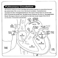 The Heart Internal Anatomy Coloring Sheet Google Search Anatomy Coloring Book Anatomy And Physiology Human Heart Anatomy