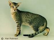 These slim and tall fur babies display a spotted coat and large ears that give them a distinctively wild appearance. Oriental Cat Breed Facts And Personality Traits Hill S Pet
