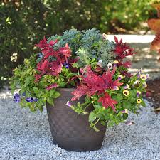 Shade flowers for planter boxes. 11 Easy Colorful Container Garden Ideas Costa Farms