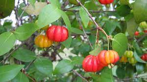 Tolerant of pruning as for hedges the new foliage is varying shade of maroon slowly turning to green. Surinam Cherry Tree Eugenia Uniflora Youtube