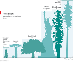 It is most common in the coastal forests of northern california and is possibly the largest tree in the world. Climbing The World S Biggest Tree The Economist