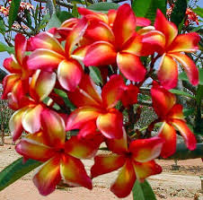 Pin On Gardening