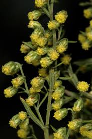 Image result for Artemisia afra
