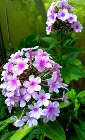 Mit der fachgerechten pflanzung legen sie den. Flammenblume Europa Phlox Paniculata Europa Gunstig Online Kaufen