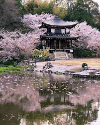 Kanshuji Temple With Sakura Kyoto Kyoto Kansai Kansai Kanshuji Kyoto Sakura Temple Japanese Landscape Japan Garden Japanese Garden