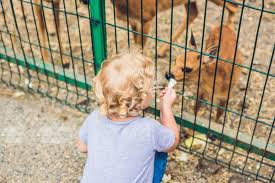 A visit and overview of the gaia zoo in kerkrade in limburg, southern part of the netherlands. Gaia Zoo