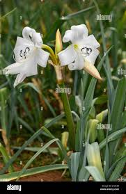 Image result for Pittosporum abyssinicum