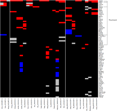 Image result for Vitro 2002 Puma