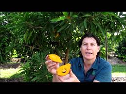 The yellow flesh has a sweet earthy flavour and a meaty texture similar to a boiled egg. Canistel Fruit Tree Daleysfruit Com Au Youtube