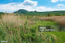 Image result for Chloris roxburghiana