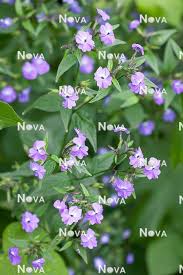 Image result for Browallia americana