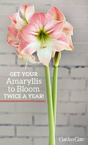 How To Get Your Amaryllis To Bloom Twice A Year Amaryllis Plant Amaryllis Bulbs Beautiful Flowers Garden