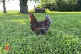 Are wyandotte chickens endangered or threatened? Hoover S Hatchery