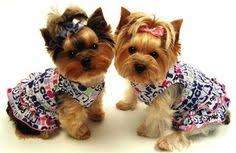 Use them in commercial designs under lifetime, perpetual & worldwide rights. 46 Yorkie Outfits Ideas Dog Clothes Yorkie Pet Clothes