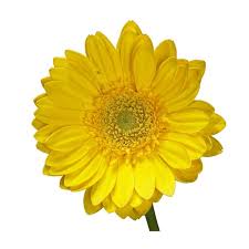 We did not find results for: Yellow Gerbera Daisies