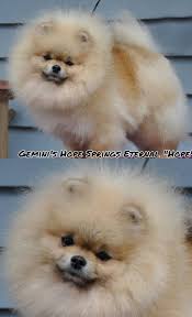 Check spelling or type a new query. Pin On Pomeranian