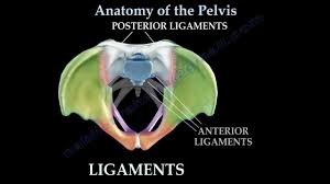 During pregnancy, the ligaments between the symphysis and the. Anatomy Of The Pelvis Everything You Need To Know Dr Nabil Ebraheim Youtube
