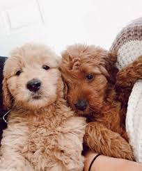 Emilygimbel Relatablemoods Dogs Dieren Animals Tiere 2020 Hayvan Bebekler Sevimli Kopek Yavrulari Kopek Turleri