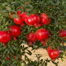 Some of the best to grow are almonds, apricots, figs and pomegranates. Pomegranate Tree Sweet Plants 9 To 10 Garden Home Fruit Best Gift Outdoor Yard Tree In 2021 Pomegranate Tree Fruit Garden Fruit Trees