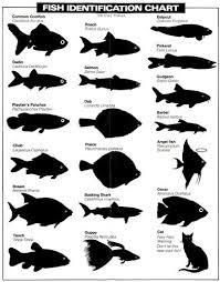 Amazon Com Fish Identification Chart Glossy Poster Picture