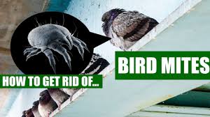 When such migration occurs in the home or yard, the itch mites will become a very major pest to both people and pets. How To Get Rid Of Bird Mites Guaranteed 3 Easy Steps Youtube