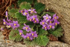 Image result for Sebaea sedoides