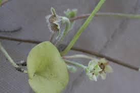Image result for Lepistemon owariensis