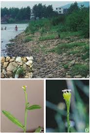 Image result for Hirpicium gracile