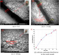 Company name + contact information, transaction details, procurement information and all the other accurate. Bio Inspired Self Healing Of Concrete Cracks Using New B Pseudomycoides Species Sciencedirect