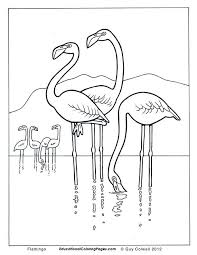 Also, to maintain their balance, it is normal for them to sleep on one leg only. Flamingo Coloring Pages Coloring Home