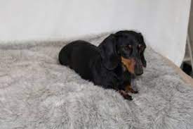 Looking for a dachshund weenie dog. 7 Best Dachshund Breeders In Texas 2021 We Love Doodles